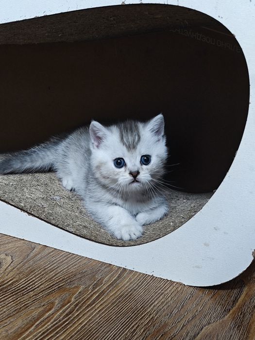 Продается котята шотланские скотиш страйд шиншила