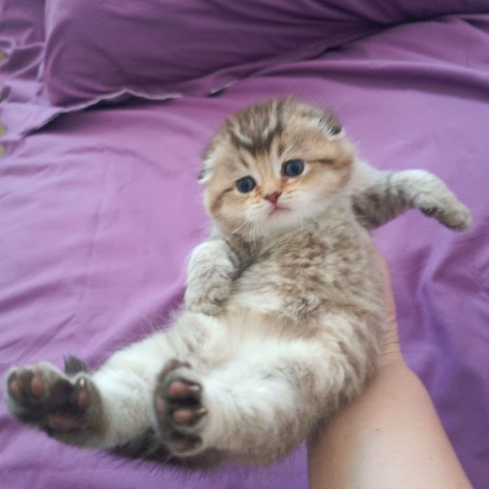 Вислоухая Скотиш фолд золотая шиншилла девочка