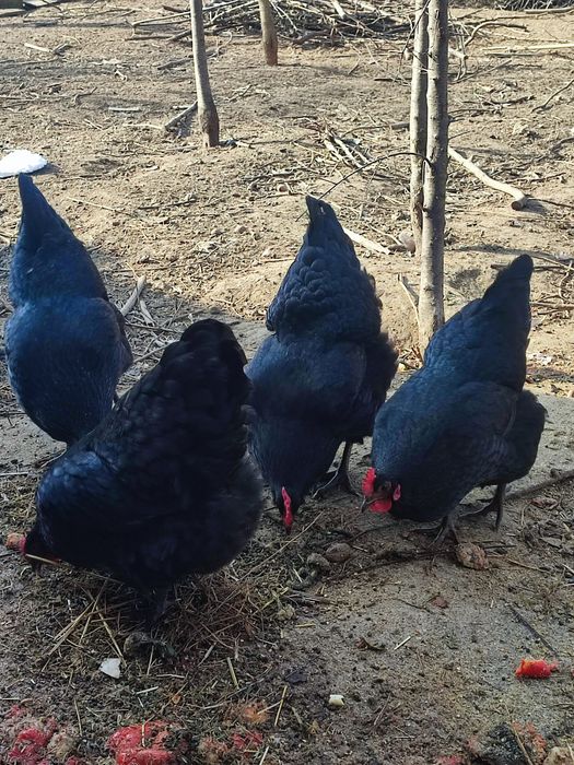 Ouă găini Australorp