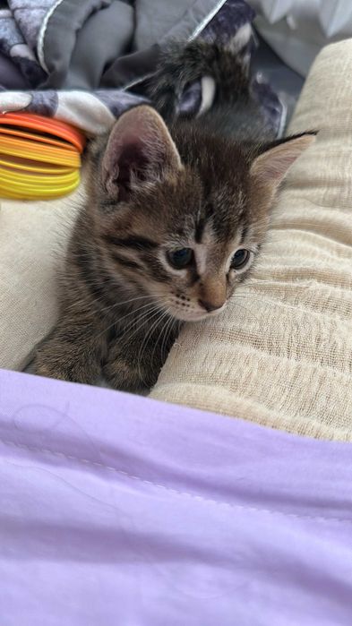 Милые котята в добрые руки