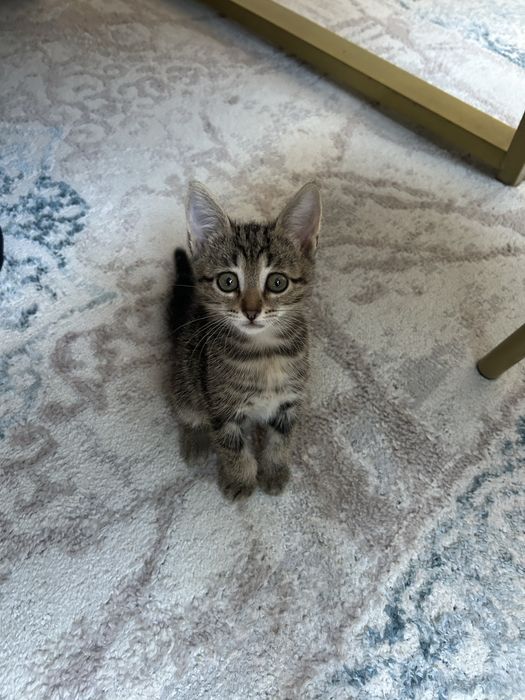 котёнка в хорошие руки