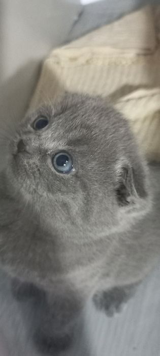 Продаются породистые шотландские котята Скотиш фолд и страйт