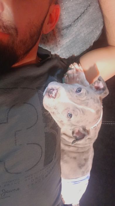 Американско були ХЛ