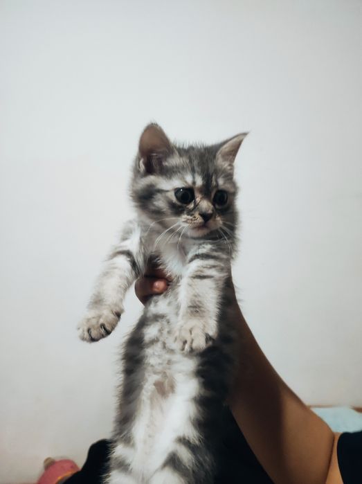 Котёнок породистый