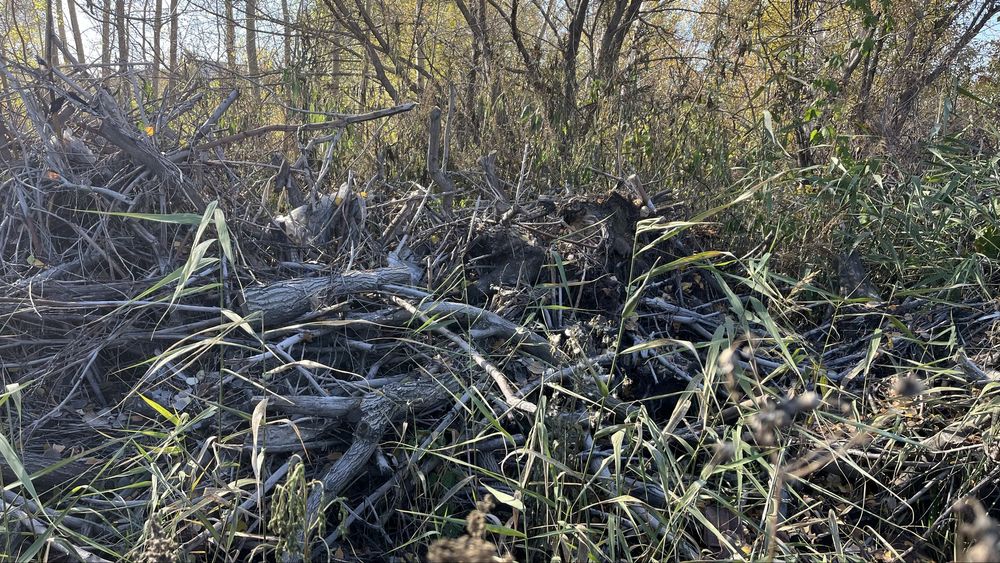 Дрова бесплатно самовывоз