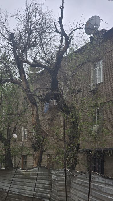 Утин куриган дарахт дрова