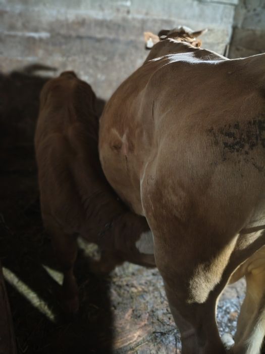 Vaca de vînzare ,cu vițel sau fara ,se vinde, informații la tel.