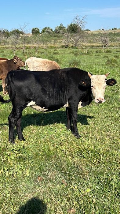 Кунажын сатылады саудасы бар