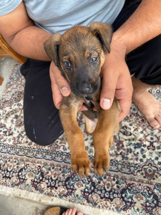 Belgian Malinois 1 oy 15 kunlik