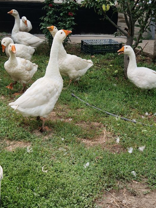 Гуси домашние молодые