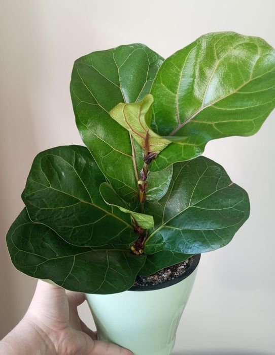 Продам комнатные цветы