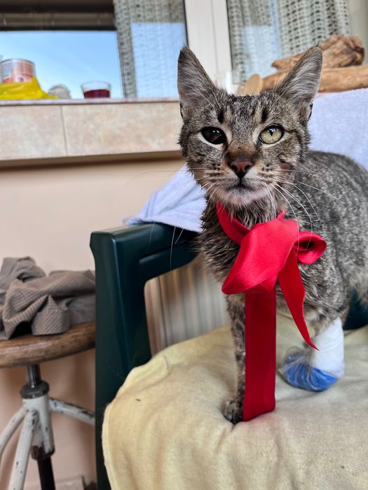 Коте си търси дом