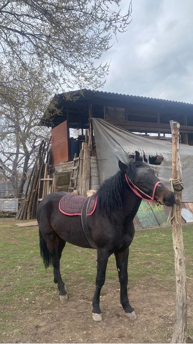 Продам жеребца 4 года