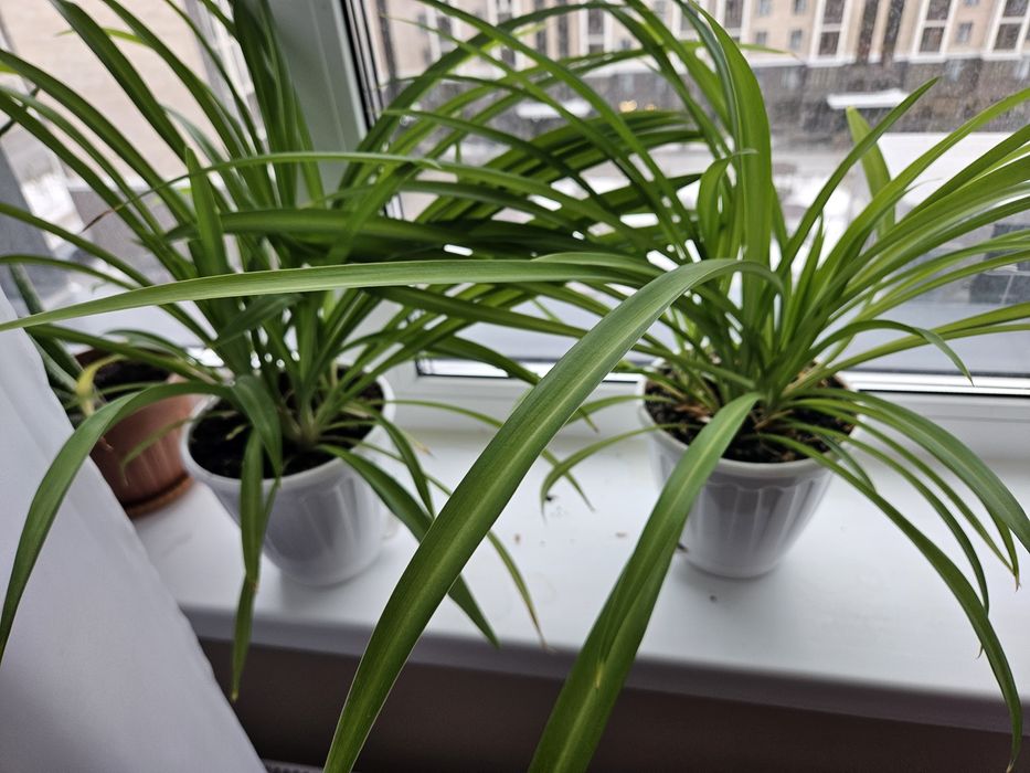 Цветы комнатные разные