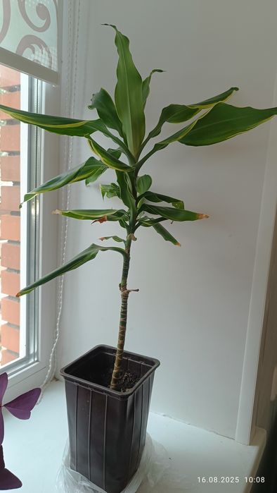 Папоротник нефролепсис