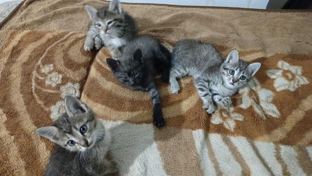 Отдам котят в добрые руки