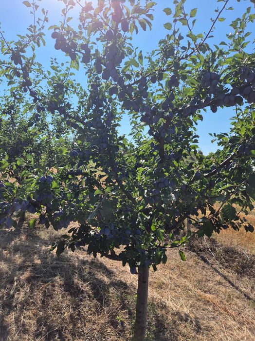 Prune altoi extra!