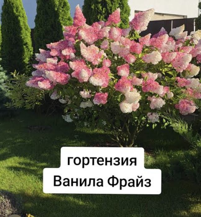 Продам черенки гортензий