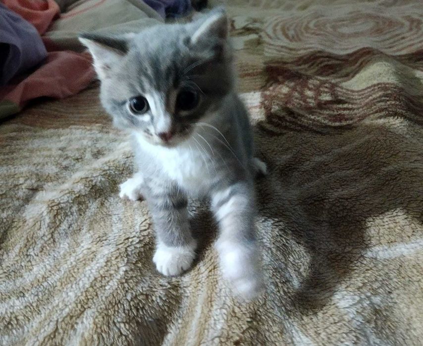 Отдам котят 1,5 месяца