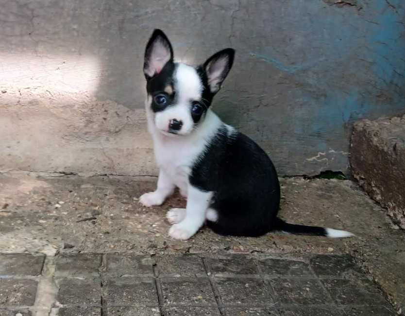 Чихуахуа кученца мъжки и женски