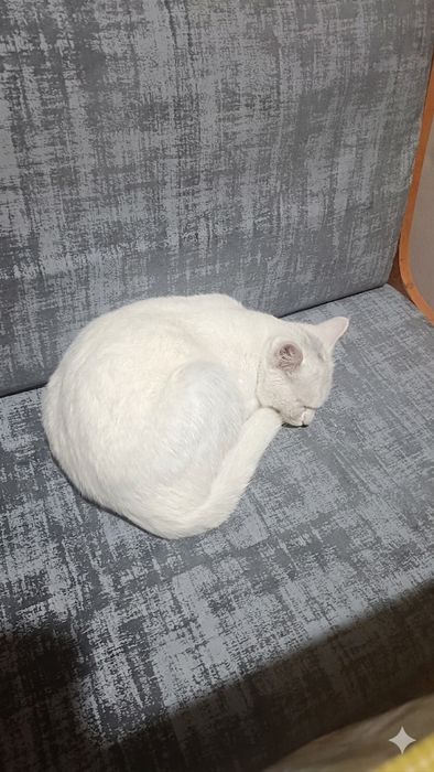 Кошка потерялась.