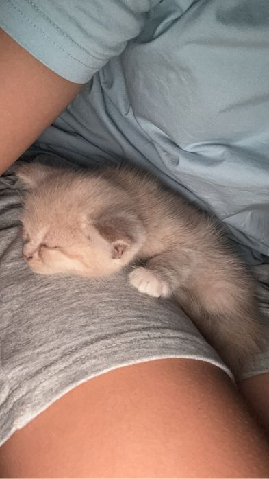 Котенок светло рыжий