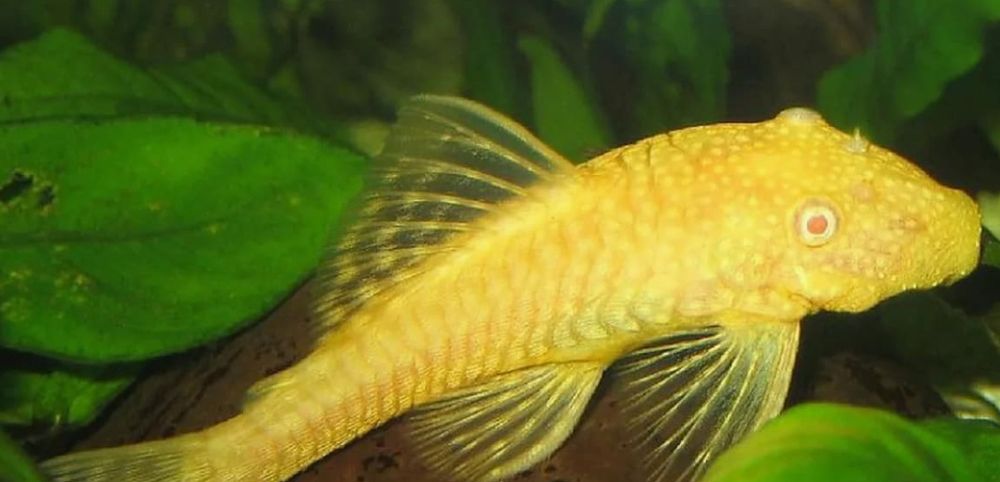 Продаются золотые анцитрусы