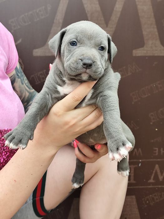 Американско Були Хл American bully Xl ABKC