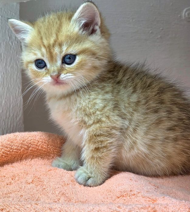 Британские  девули.пареньки.