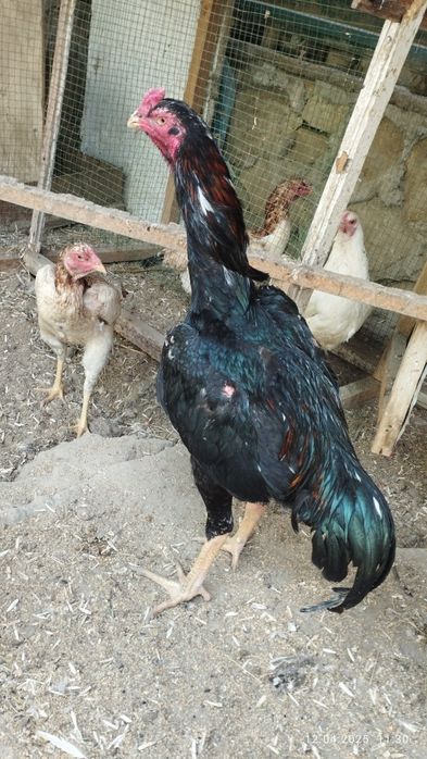 Шамо дакан товук тухумлари сотилади