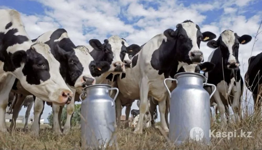 Домашнее коровье молоко