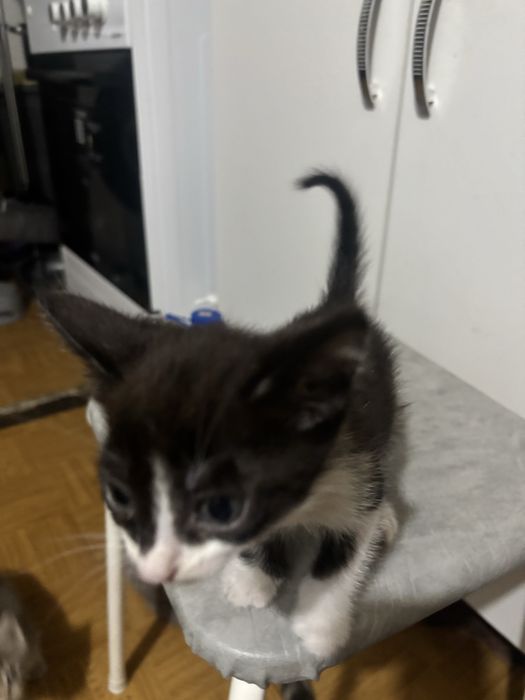 Котята мальчики 1,5 месяца и девочка.