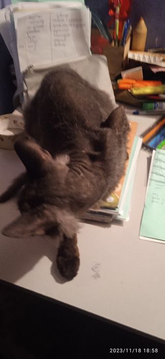 Сфинкс велюр браш