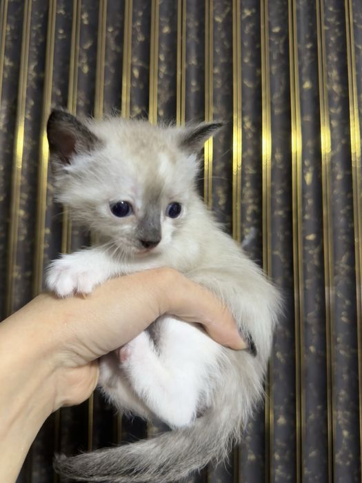 Редкие котята брашики