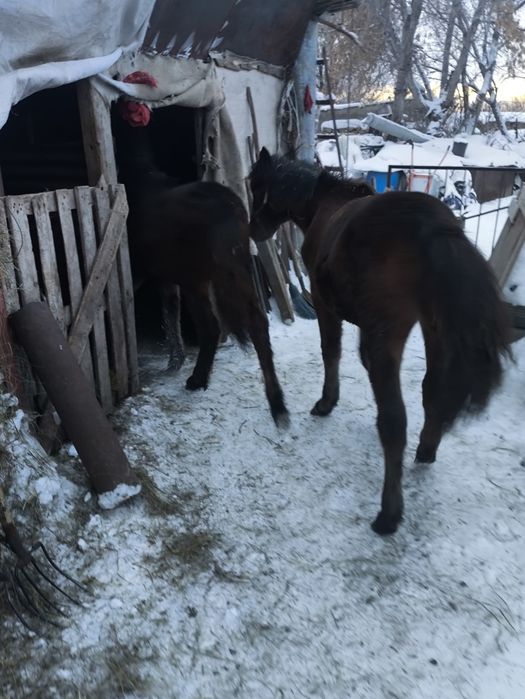 Продаються жеребята байтал