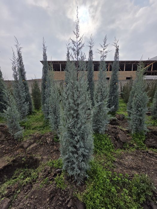 Arizonskiy Kiparis Italiyaniki