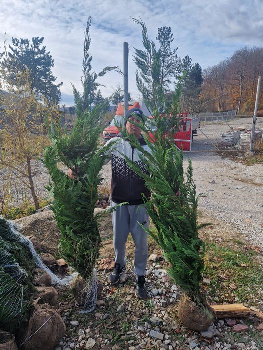 Tuia leylandii  pon pon
