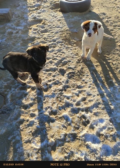 Еркек күшіктер сатылады