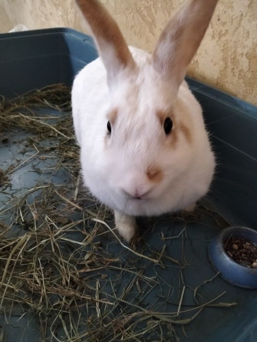 Продам декоротивного кролика