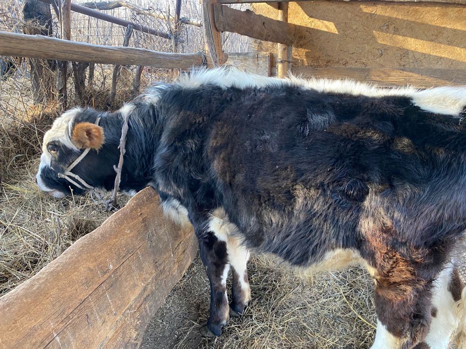 Продам быков 1 год