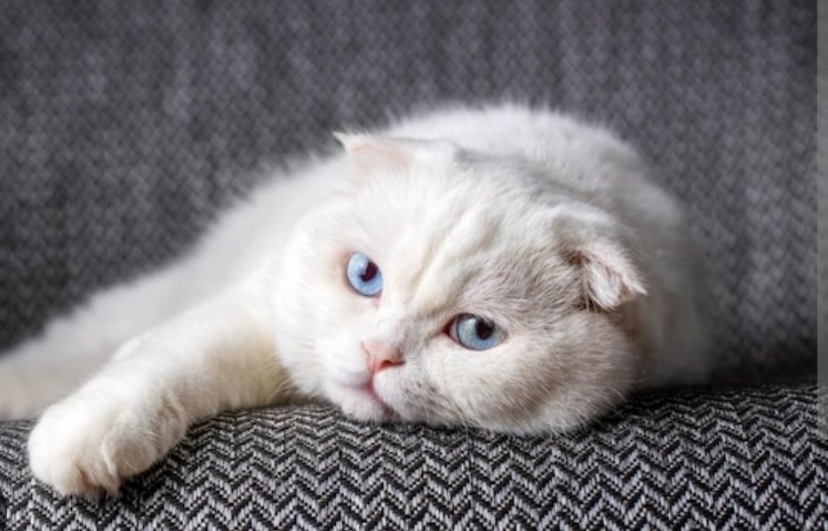 Котята Белые Вислоухий Скоттиш Фолд