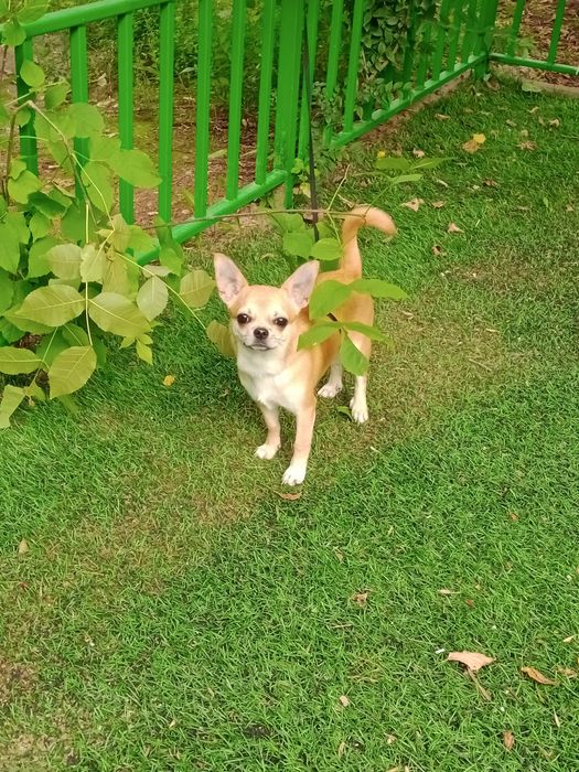 Ищем невесту для Арчи