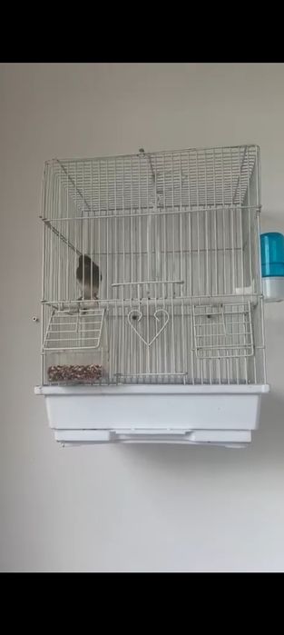 Канарейка самка щыгол чорный бар