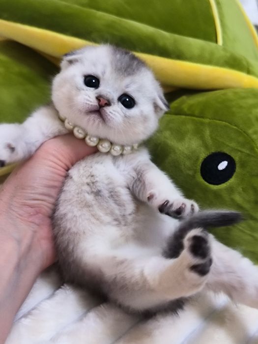 Котята чистокровные