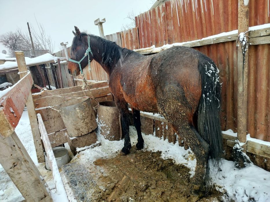 Соғым  бие сатылады