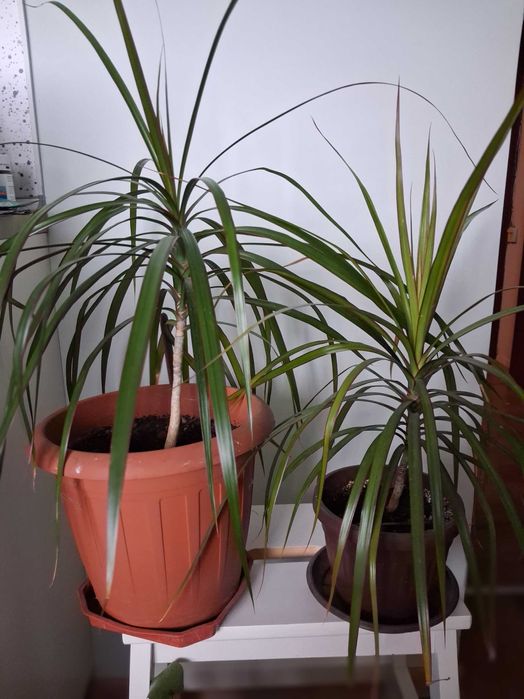 Стайни растения -Коледничета,  Драцена