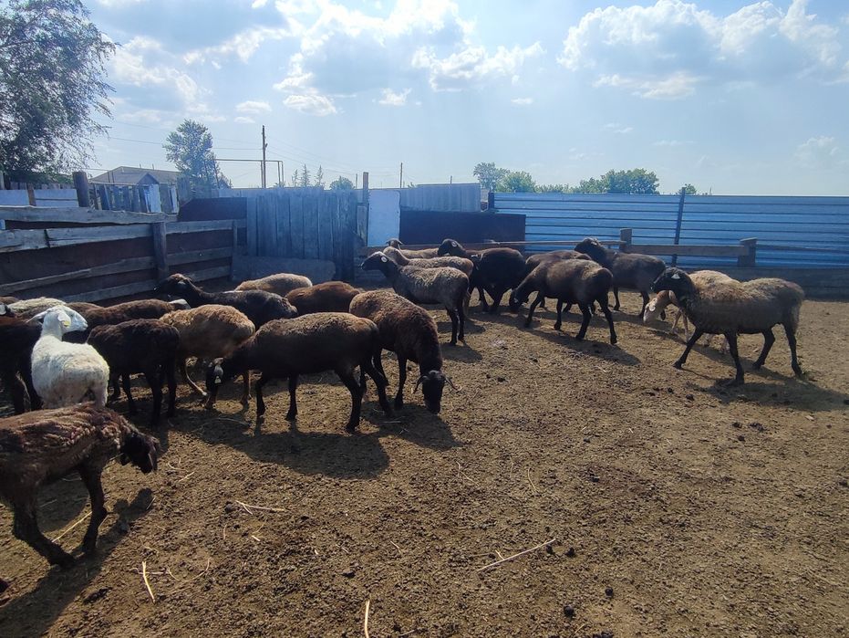 Кой сатам продам баранов