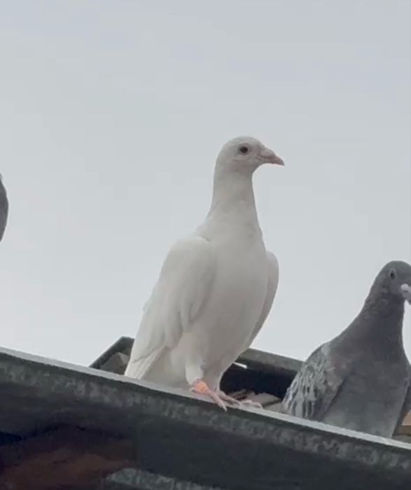 Спортивные голуби