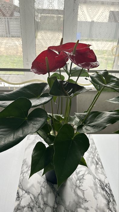 Комнатные цветых