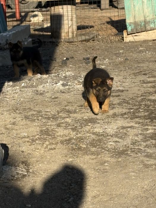 Продам щенков немецкой овчарки